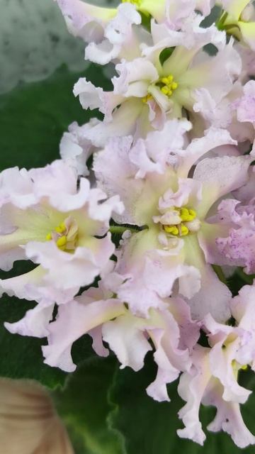 Фиалка РМ-Солнечное Конфетти