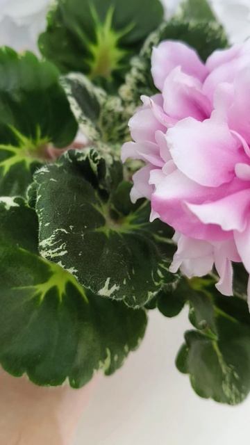 Фиалка Р-Дурман Сладкий