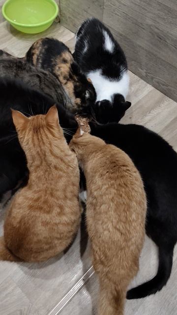 Четвероногие Друзья