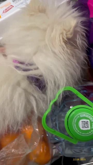 Живу в Москве 2024