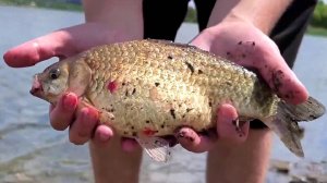 ЖОР КРУПНОГО КАРАСЯ НА ДОНКИ! ЛОВЛЯ КАРАСЯ НА ГОРОХОВУЮ КАШУ. В ЭТОМ ОЗЕРЕ МНОГО РЫБЫ. РЫБАЛКА 2025