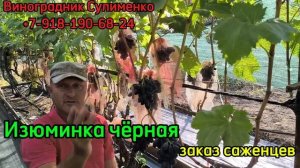 Вернисаж Калугина, Изюминка чёрная, Прима Украины, к/м Велес!