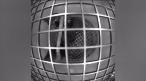 Мышки в космосе. Кадры с биоспутника «Бион-М» №2