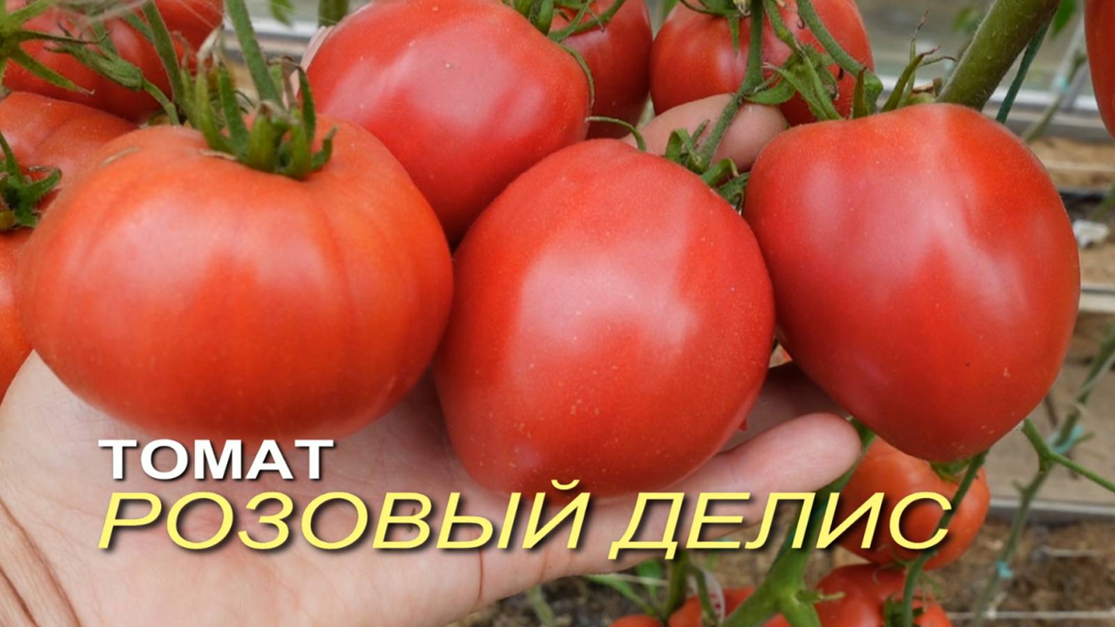 Томат РОЗОВЫЙ ДЕЛИС (Pink Delice). Обзор сортов ТОМАТОВ!