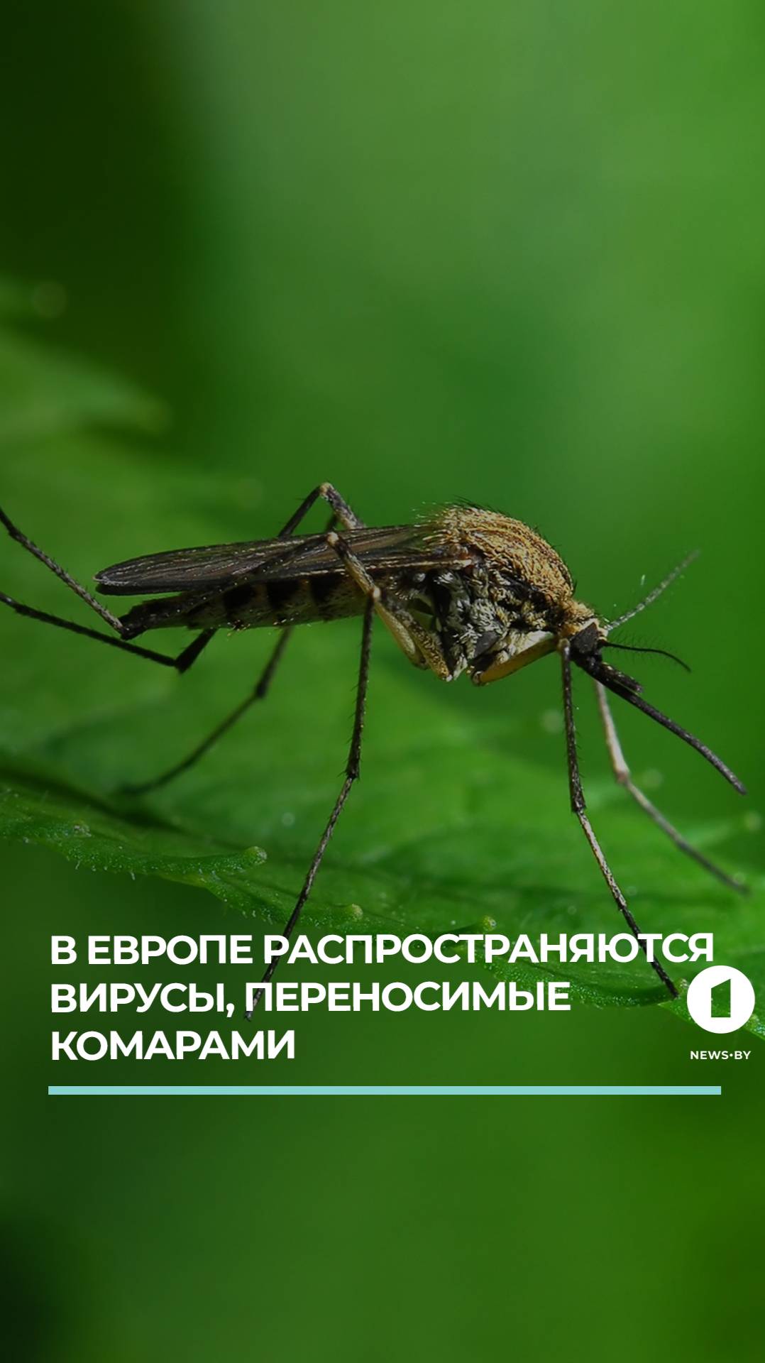 NEWS.BY: новости Беларуси и мира