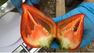 СЛАДКИЙ ПЕРЕЦ ЛЕСЯ. МОЙ ОТЗЫВ