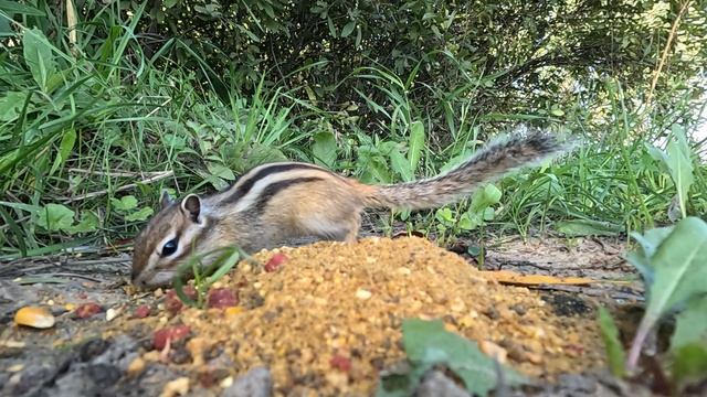 тест дистанционного управления видеокамерой
