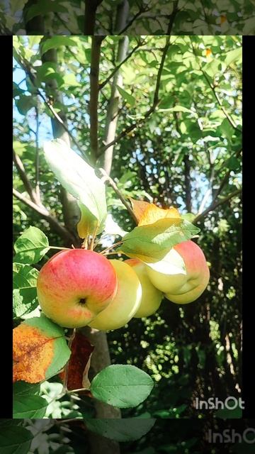 Ароматные сибирские яблочки! 🍎🍏 смотреть онлайн