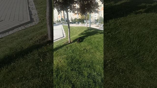 Такса миниатюрная смотреть онлайн