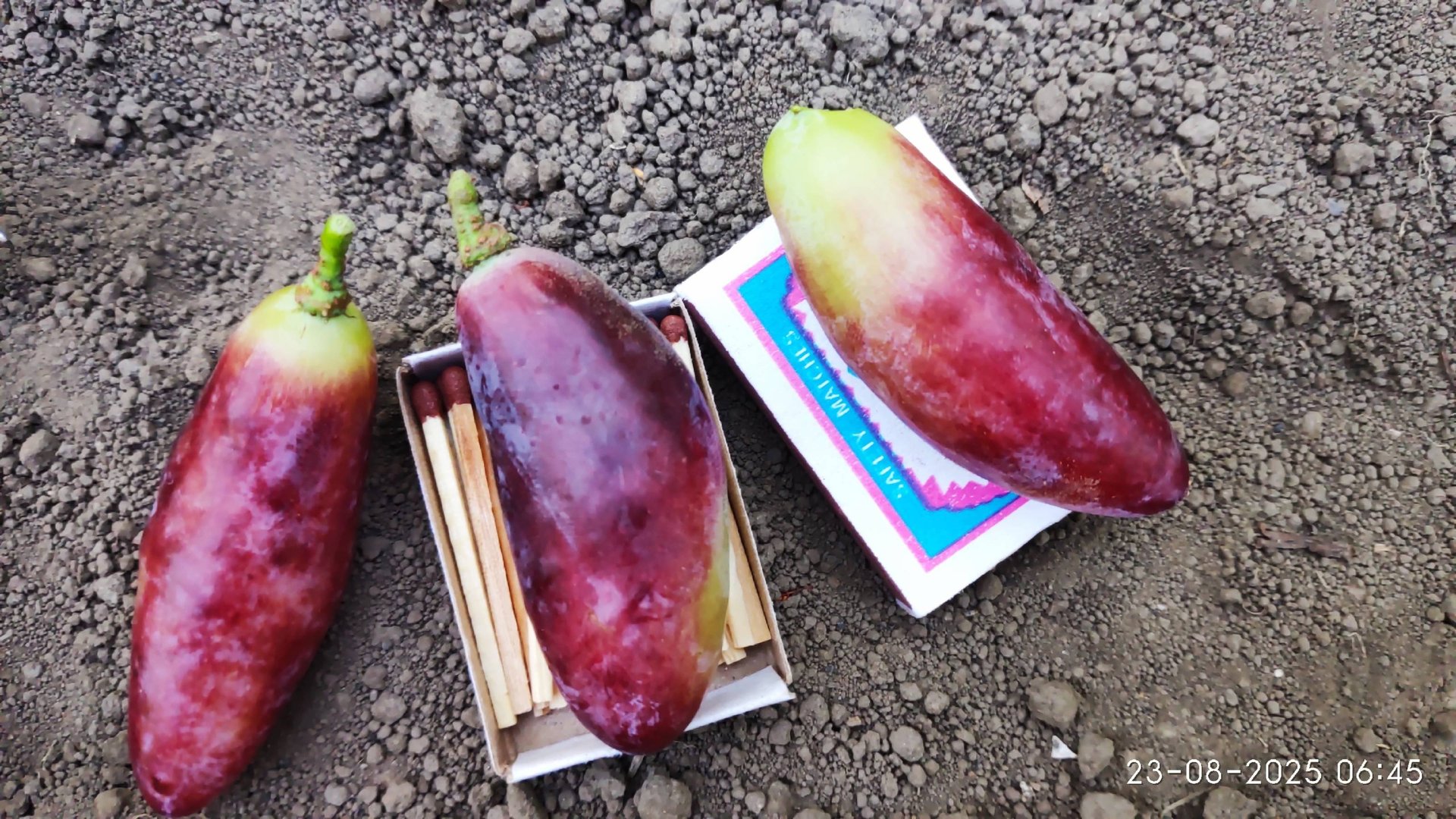 Самый крупный виноград на моем участке. смотреть онлайн