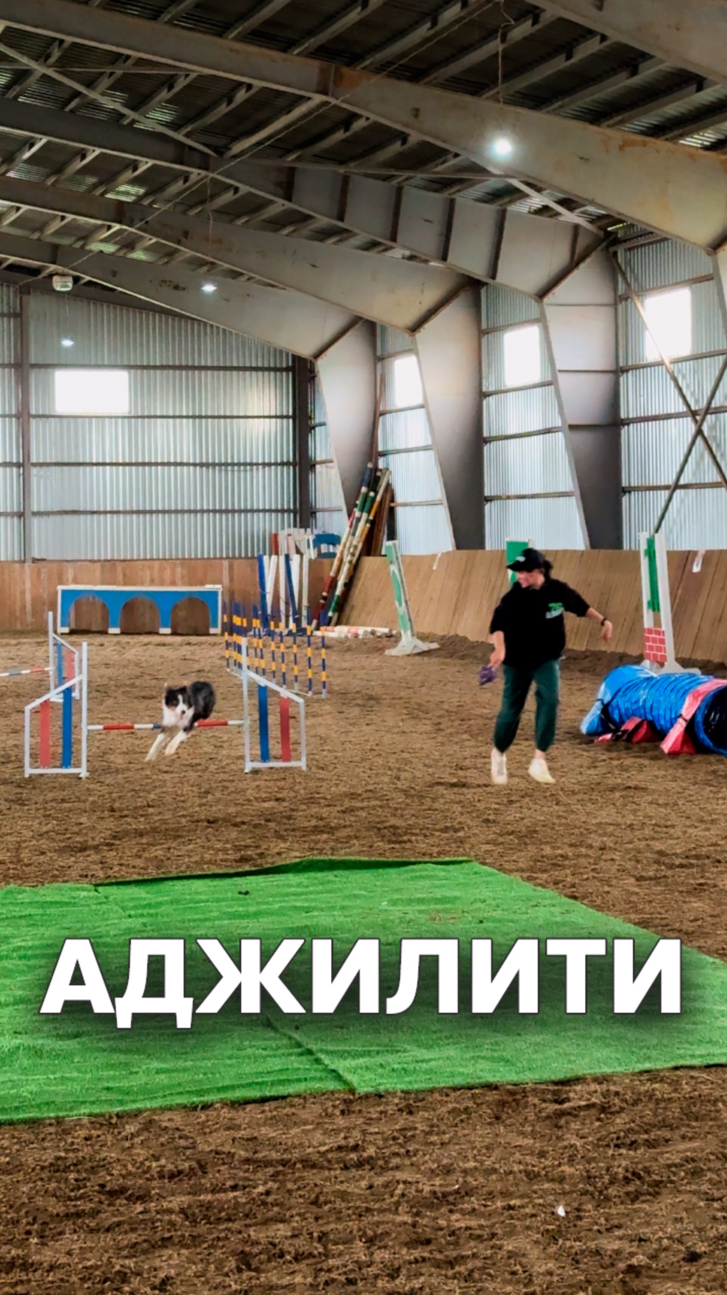 Аджилити #бордерколли #шоусобак смотреть онлайн