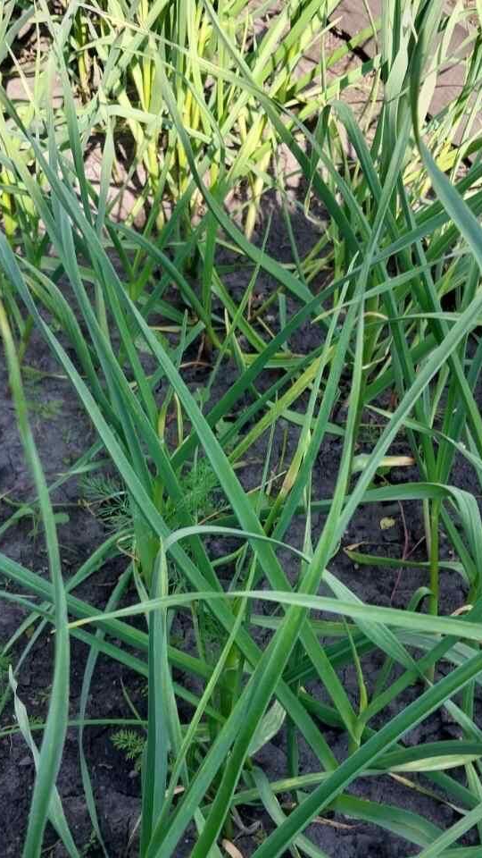 ЧЕСНОК озимый убираю стебли которые пошли в дудку смотреть онлайн