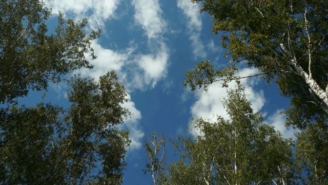 Исцеляющие звуки природы. Цикады, птицы, шум леса. Звукотерапия.