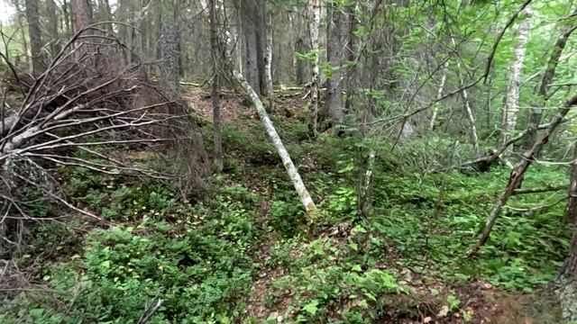 Сказочно-загадочный Карельский лес