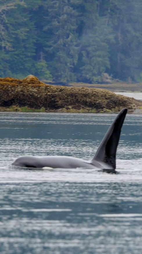 Узнай Животных