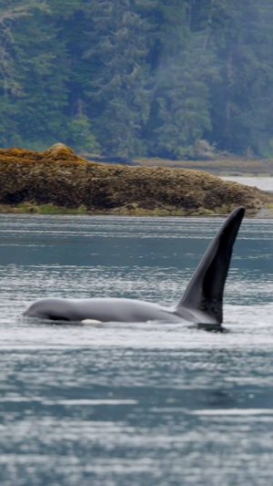 Косатки – Морские Гангстеры!