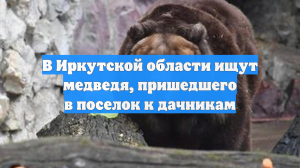 В Иркутской области ищут медведя, пришедшего в поселок к дачникам