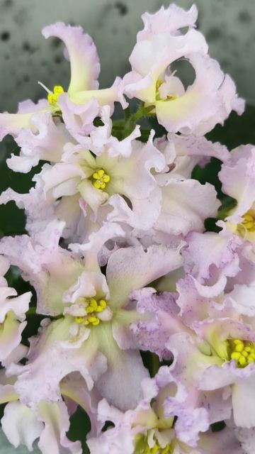 Фиалка РМ-Солнечное Конфетти