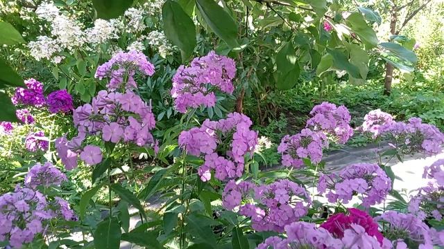 ФЛОКСЫ В МОЁМ САДУ. смотреть онлайн