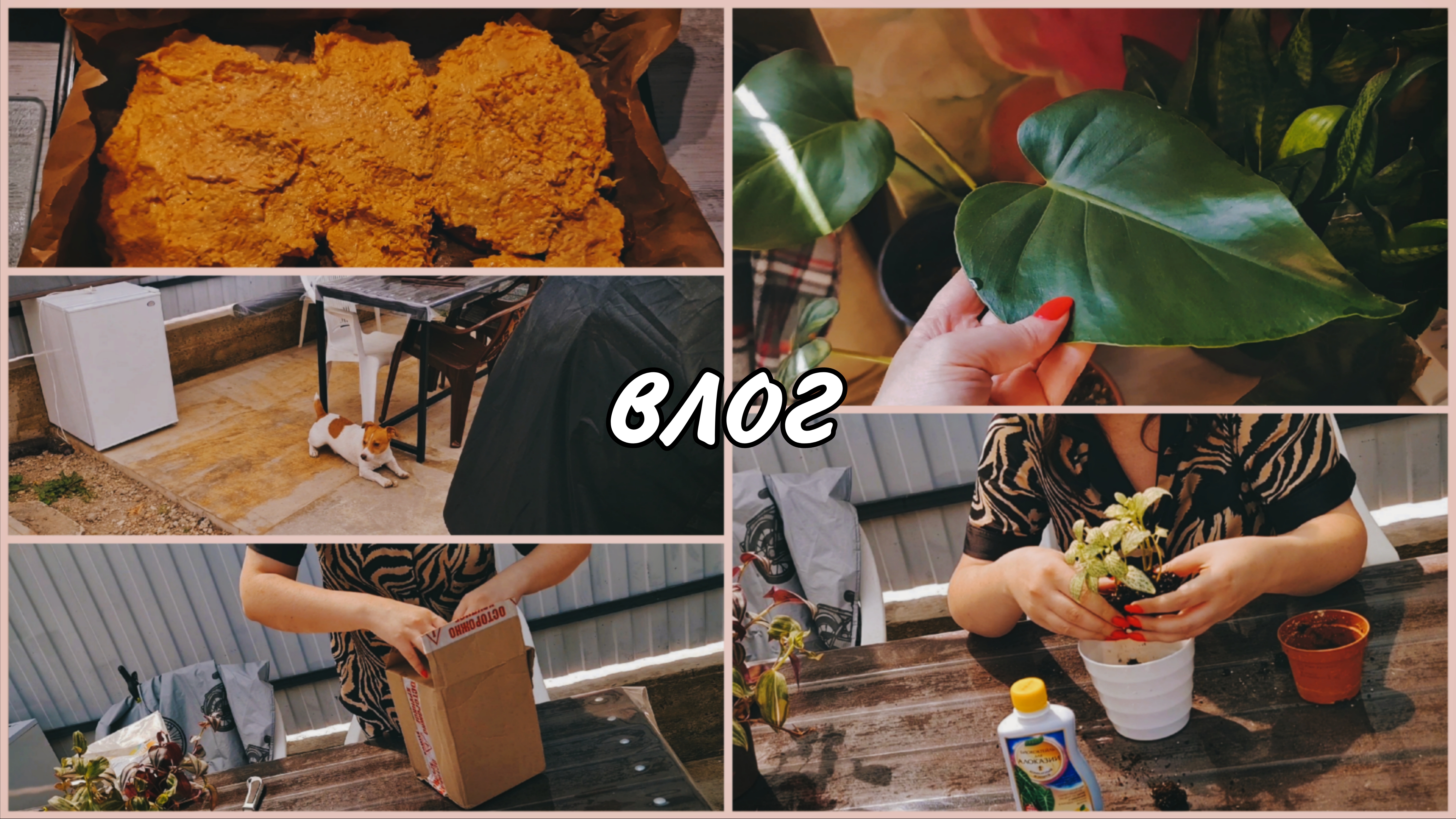 Дачная жизнь.Влог.Распаковка с Вайлдберриз для растений.Новый жилец.Готовлю,черенкую,пересаживаю