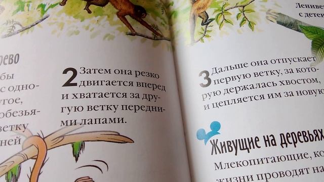 Как паукообразная обезьяна передвигается с ветки на ветку. Очень интересный вопрос.