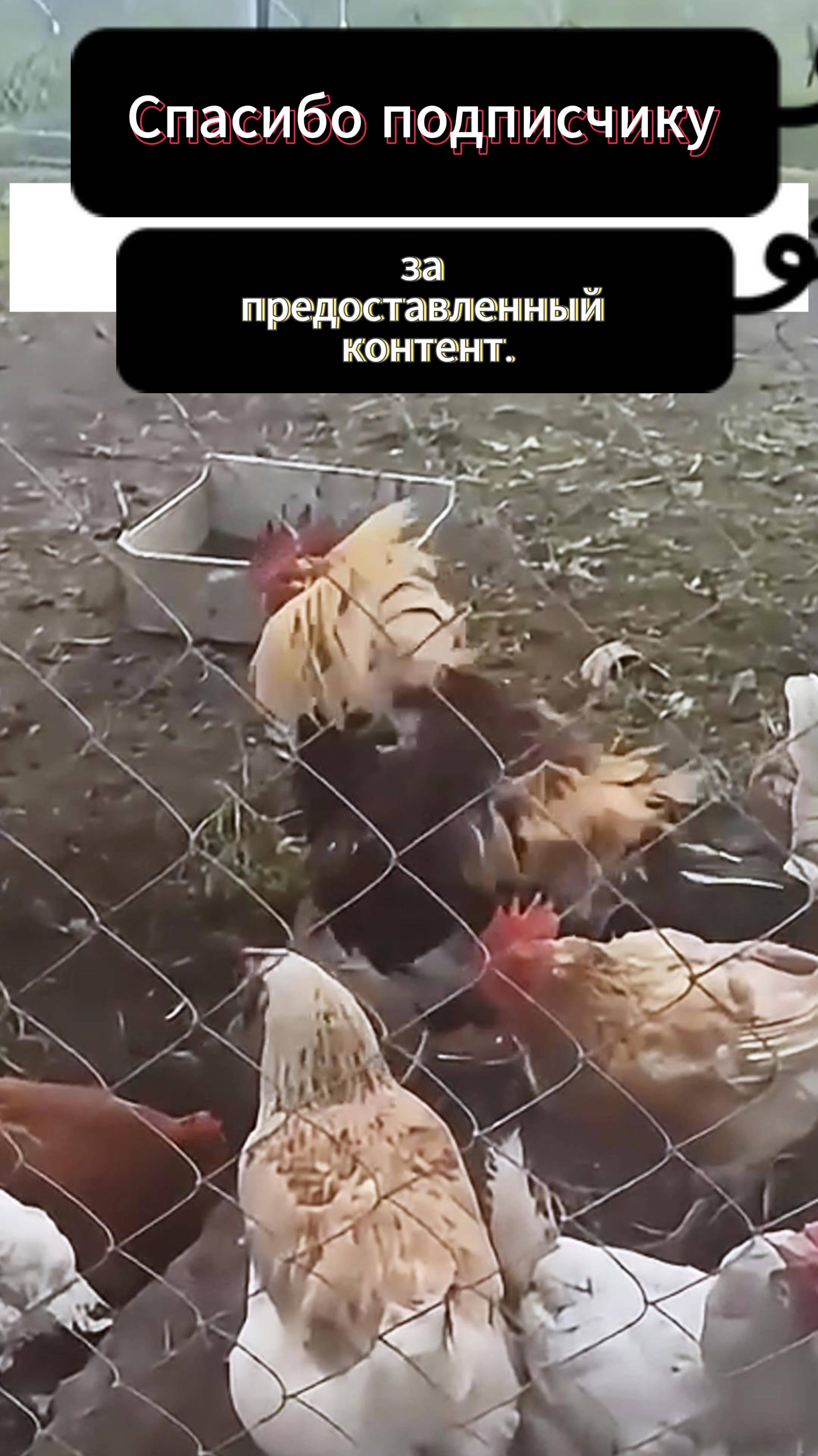 Контент от подписчика. смотреть онлайн