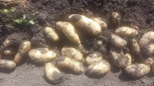 Картофель Банан (bananas) 2025 год.