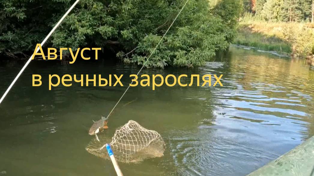 ЛОВЛЮ ГОЛАВЛЕЙ НА ЩУЧЬИ ВОБЛЕРЫ НА ЗАРОСШЕЙ ДИКОЙ РЕЧКЕ. КОСОРОТЫЙ ТРОФЕЙ.