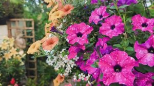 САДЫ БРИТАНИИ. ТАЙНЫЙ ПРЕКРАСНЫЙ САД ДЖАСТИНА - Взрыв красок позднего лета 🌞🌺