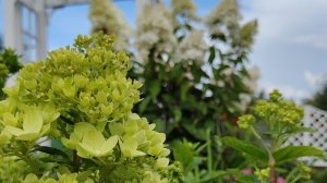 Моя самая любимая метельчатая гортензия | Мой цветущий сад