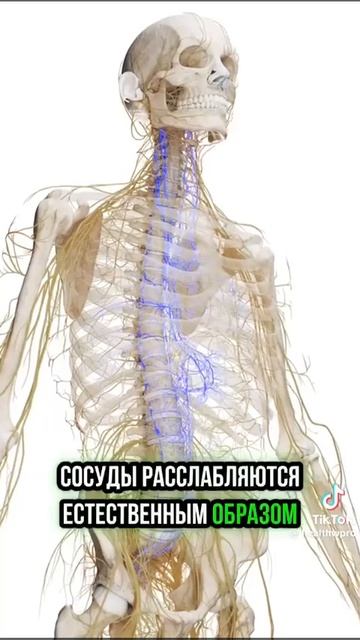 Дышать через левую ноздрёй смотреть онлайн