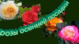 Розы осенней посадки 2024 года.