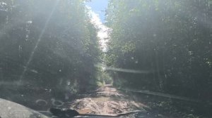 Russia, road in the fores