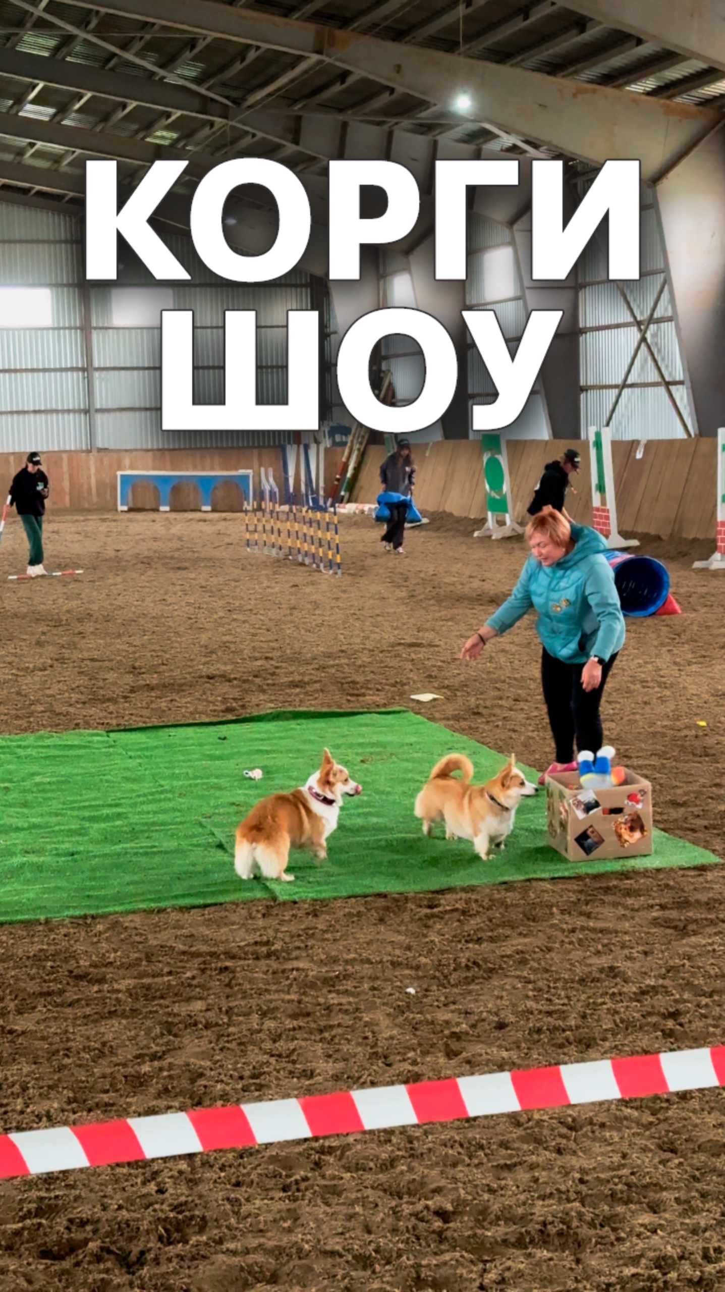 Корги собирают игрушки #коргишоу смотреть онлайн