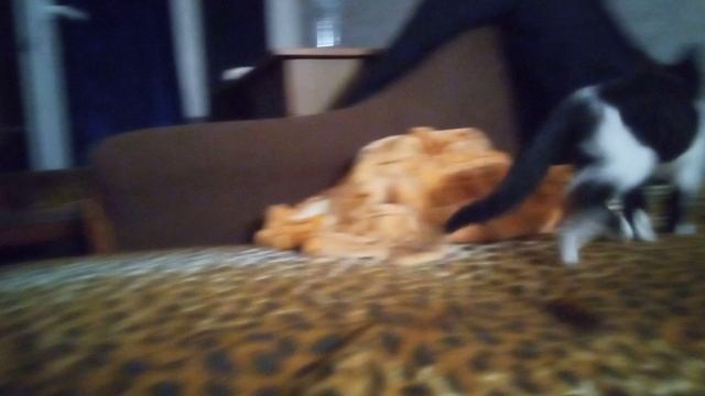 дикий кошачий сурёк