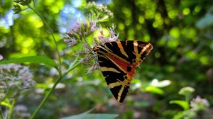 Игорь Скерцо - Путешествие в Крыму, 2025 год, 2-я часть