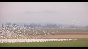 История любви. Френсис Лей. Francis Lai. Love Story