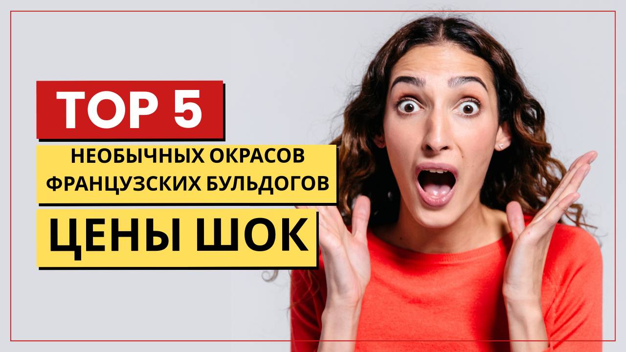 ТОП-5 самых дорогих разновидностей французских бульдогов