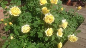 Отзыв о розе The Poets Wife Мои розы 2019