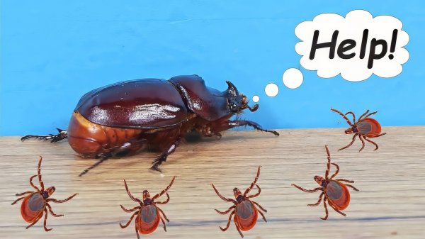 Жук Носорог родился, но весь в клещах! Спасаю бедного жука!