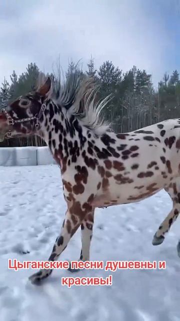 Танцуют и гарцуют