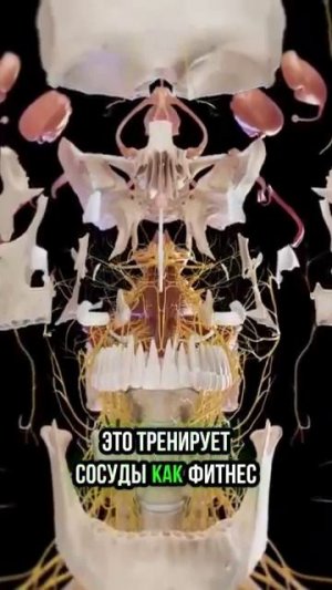 Как избежать инсульт