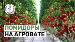 Помидоры на минеральной вате (агровате)