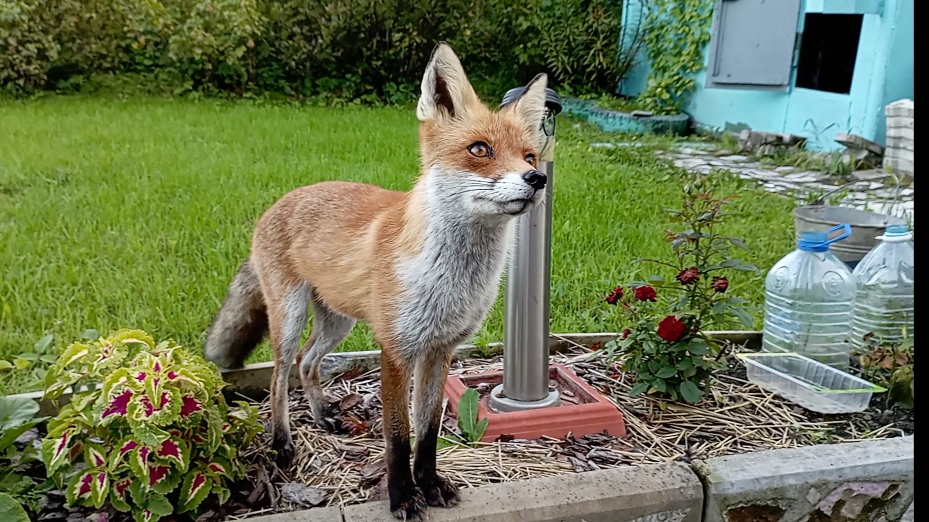 (1097) Лиса приходит в гости. Август 2025 смотреть онлайн