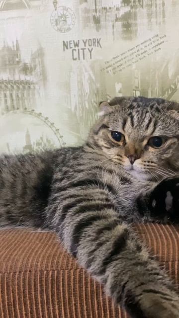 Спалил #shorts