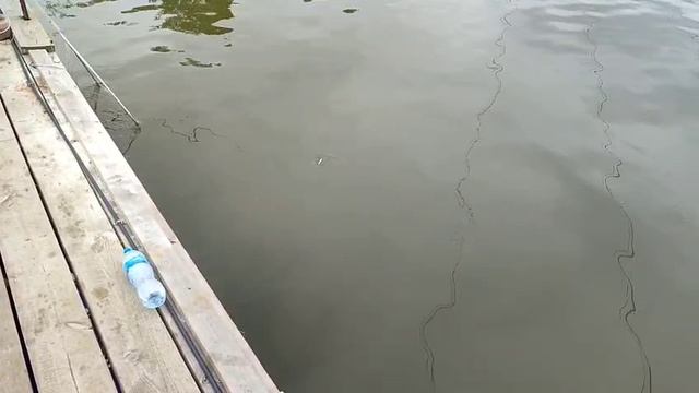 Осетр с переходного смотреть онлайн