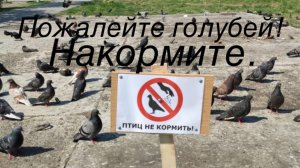 Нельзя кормить птиц. Почему?