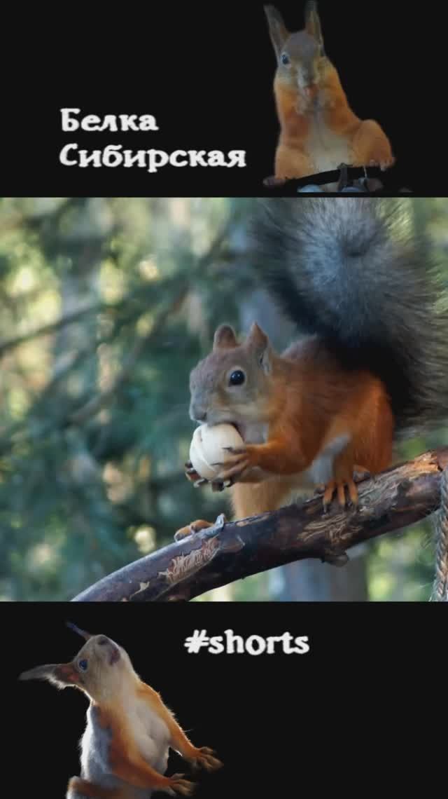 Белка Сибирская