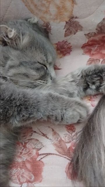 у нас тихий час😊.mp4