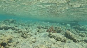 Осьминог. Египет. Хургада